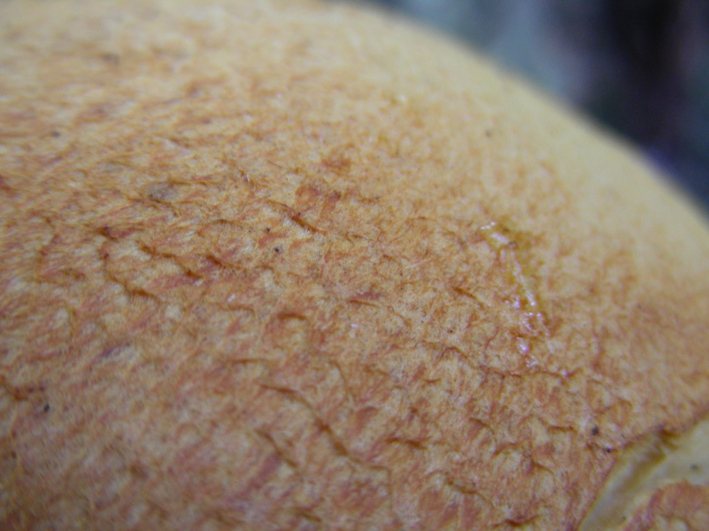 Cercasi un nome.... Quiz